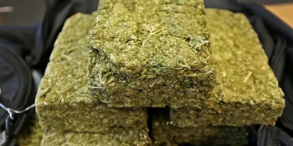 Columbian Gold Bud