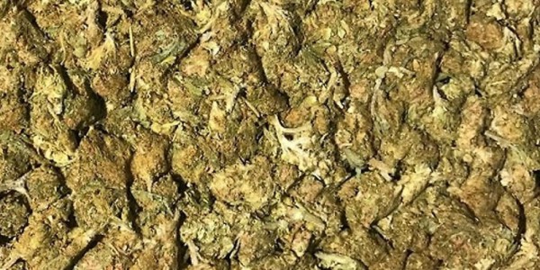 Columbian Gold Bud Bale Buds